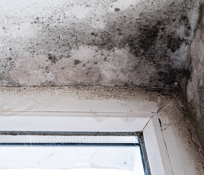 mold damage on drywall